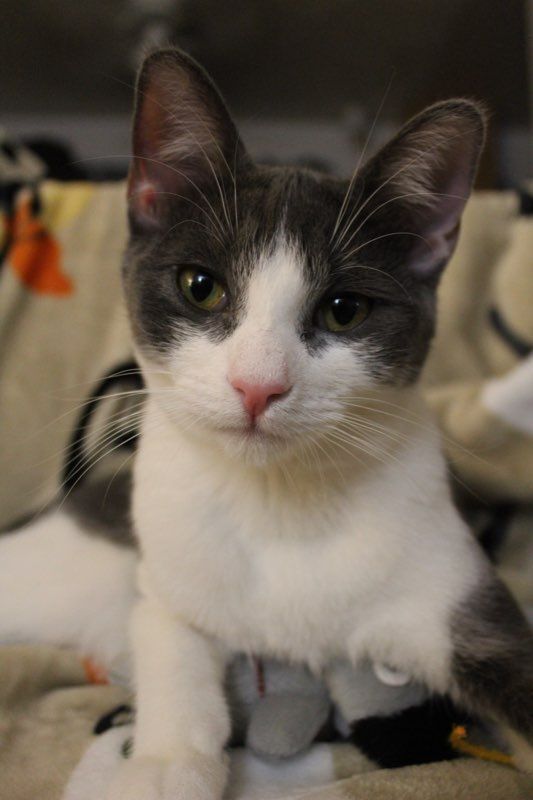 Griffin, an adoptable Domestic Short Hair & Tuxedo Mix in Mission Viejo, CA_image-5