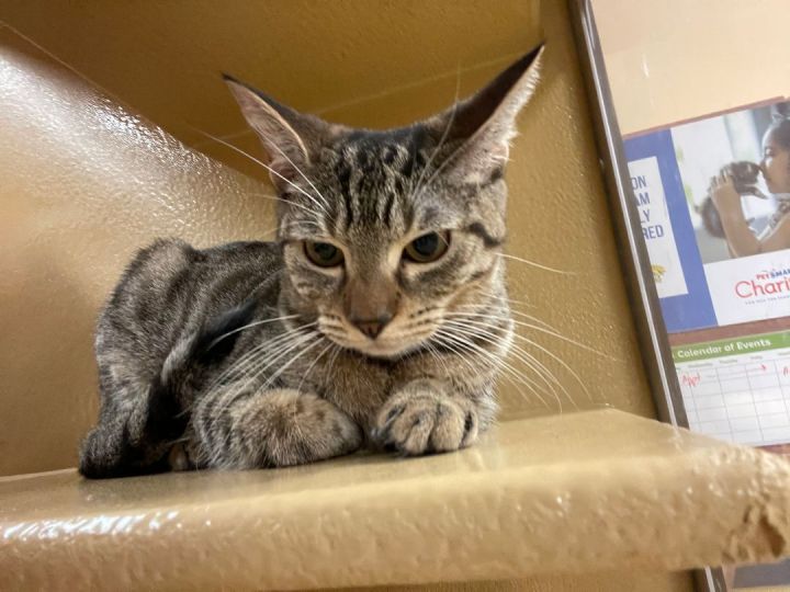 Holly, an adoptable Egyptian Mau in Fort Lauderdale, FL_image-3