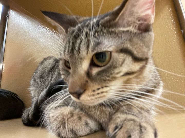 Holly, an adoptable Egyptian Mau in Fort Lauderdale, FL_image-1