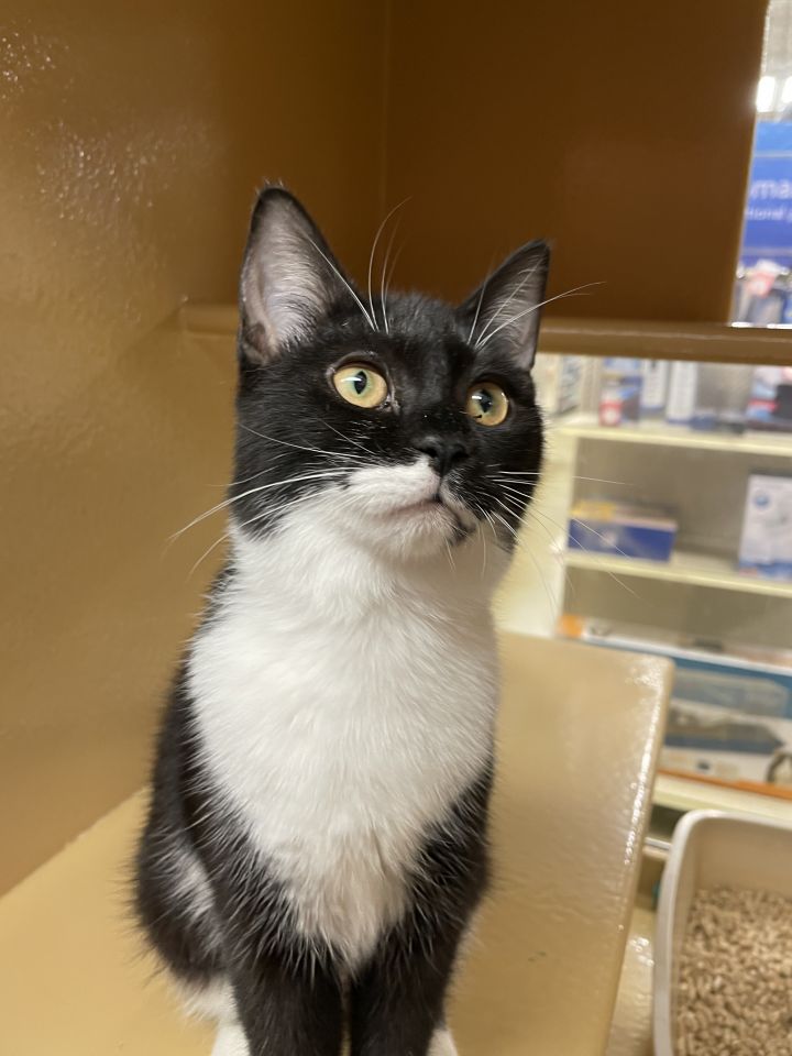 Tiana, an adoptable Tuxedo in Fort Lauderdale, FL_image-3
