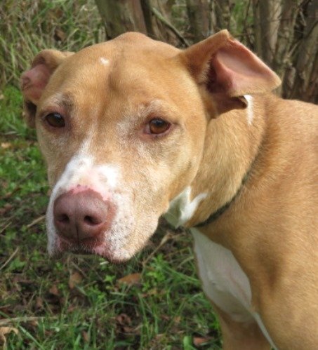 Mango, an adoptable Pit Bull Terrier Mix in Carrollton, GA_image-3