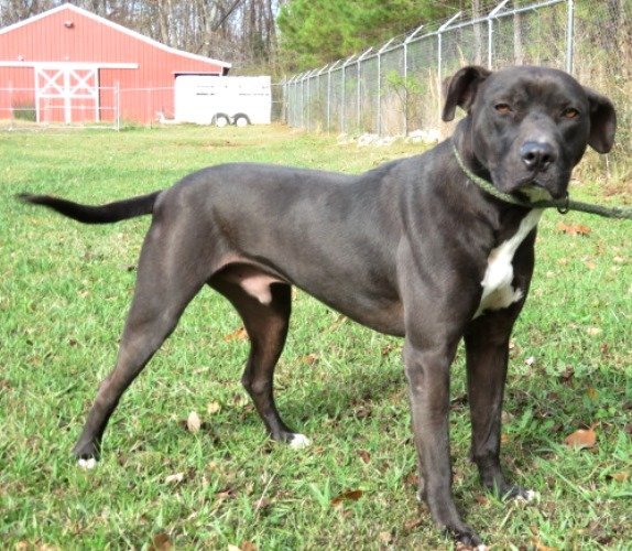 Eason, an adoptable Black Labrador Retriever & Pit Bull Terrier Mix in Carrollton, GA_image-2