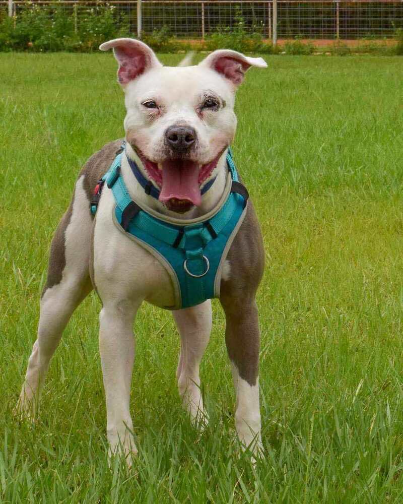 Saul, an adoptable American Bulldog in Milton, FL, 32583 | Photo Image 1