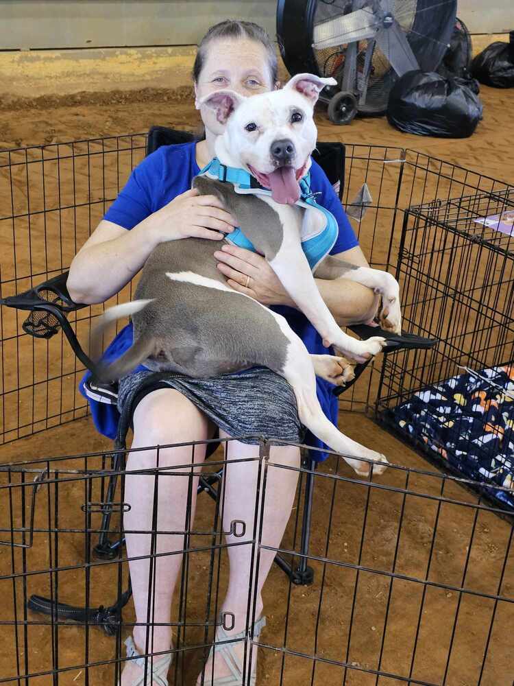 Saul, an adoptable American Bulldog in Milton, FL, 32583 | Photo Image 2