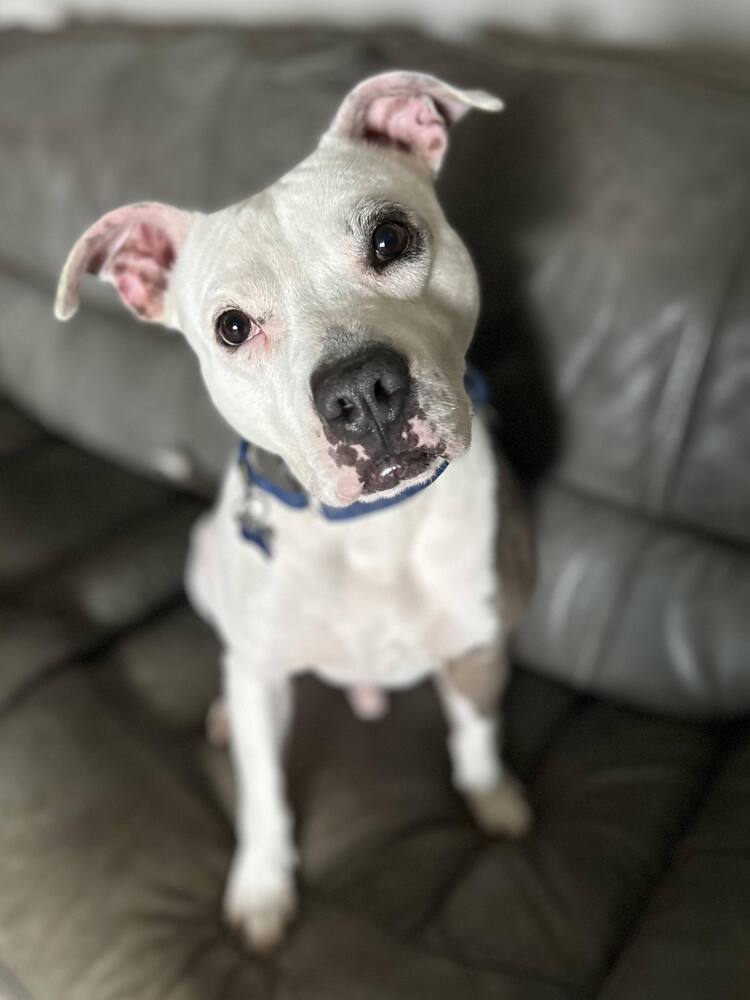 Saul, an adoptable American Bulldog in Milton, FL, 32583 | Photo Image 3