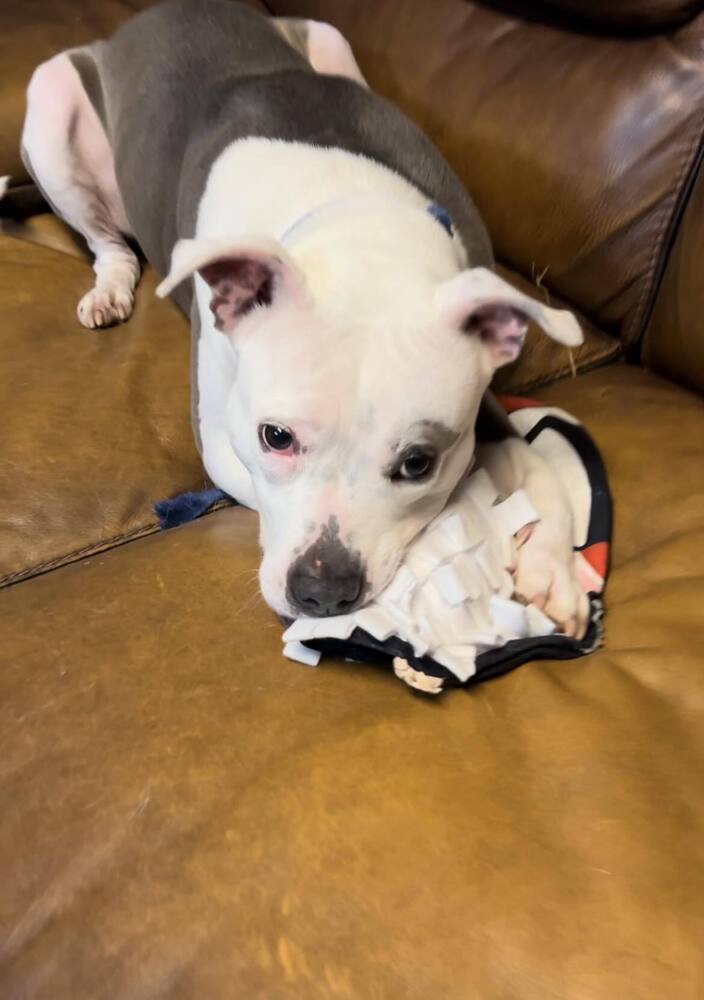 Saul, an adoptable American Bulldog in Milton, FL, 32583 | Photo Image 4