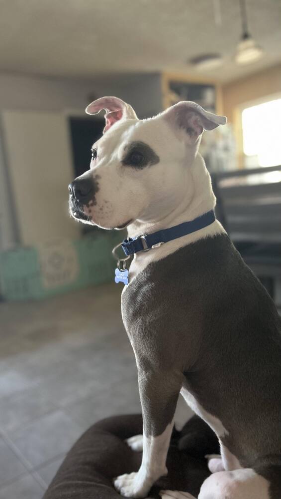 Saul, an adoptable American Bulldog in Milton, FL, 32583 | Photo Image 5