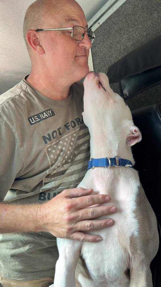 Saul, an adoptable American Bulldog in Milton, FL, 32583 | Photo Image 6