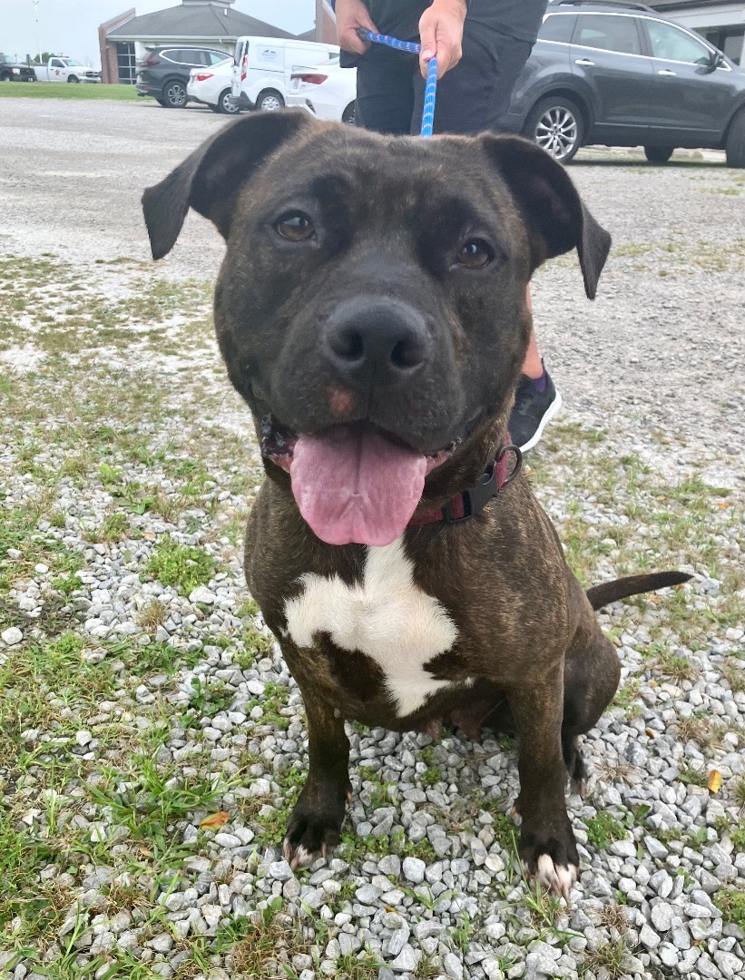 Rayne, an adoptable Pit Bull Terrier in Marion, OH, 43302 | Photo Image 2