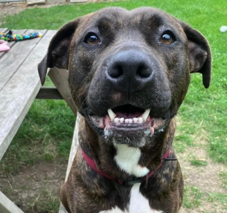 Rayne, an adoptable Pit Bull Terrier in Marion, OH, 43302 | Photo Image 1