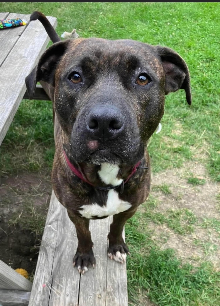 Rayne, an adoptable Pit Bull Terrier in Marion, OH, 43302 | Photo Image 3