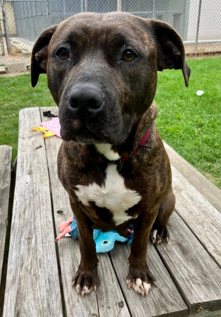 Rayne, an adoptable Pit Bull Terrier in Marion, OH, 43302 | Photo Image 4