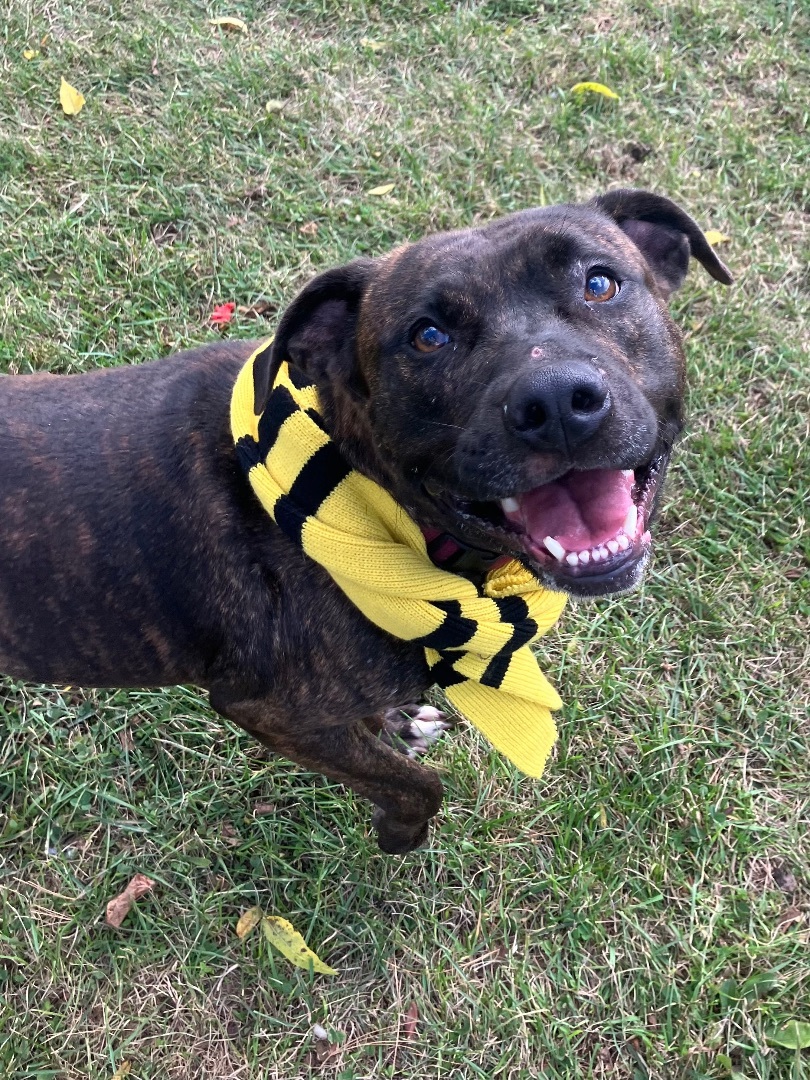 Rayne, an adoptable Pit Bull Terrier in Marion, OH, 43302 | Photo Image 6