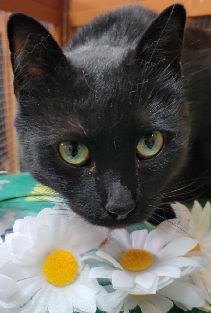 Aerostar, an adoptable Domestic Medium Hair in Palmer, AK, 99645 | Photo Image 1