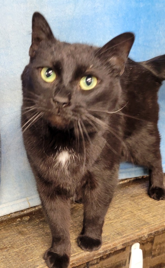 Aerostar, an adoptable Domestic Medium Hair in Palmer, AK, 99645 | Photo Image 1