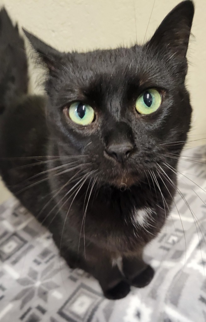 Aerostar, an adoptable Domestic Medium Hair in Palmer, AK, 99645 | Photo Image 1