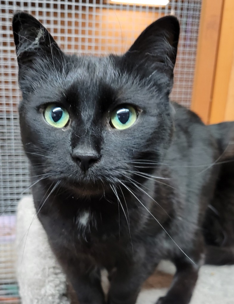 Aerostar, an adoptable Domestic Medium Hair in Palmer, AK, 99645 | Photo Image 2