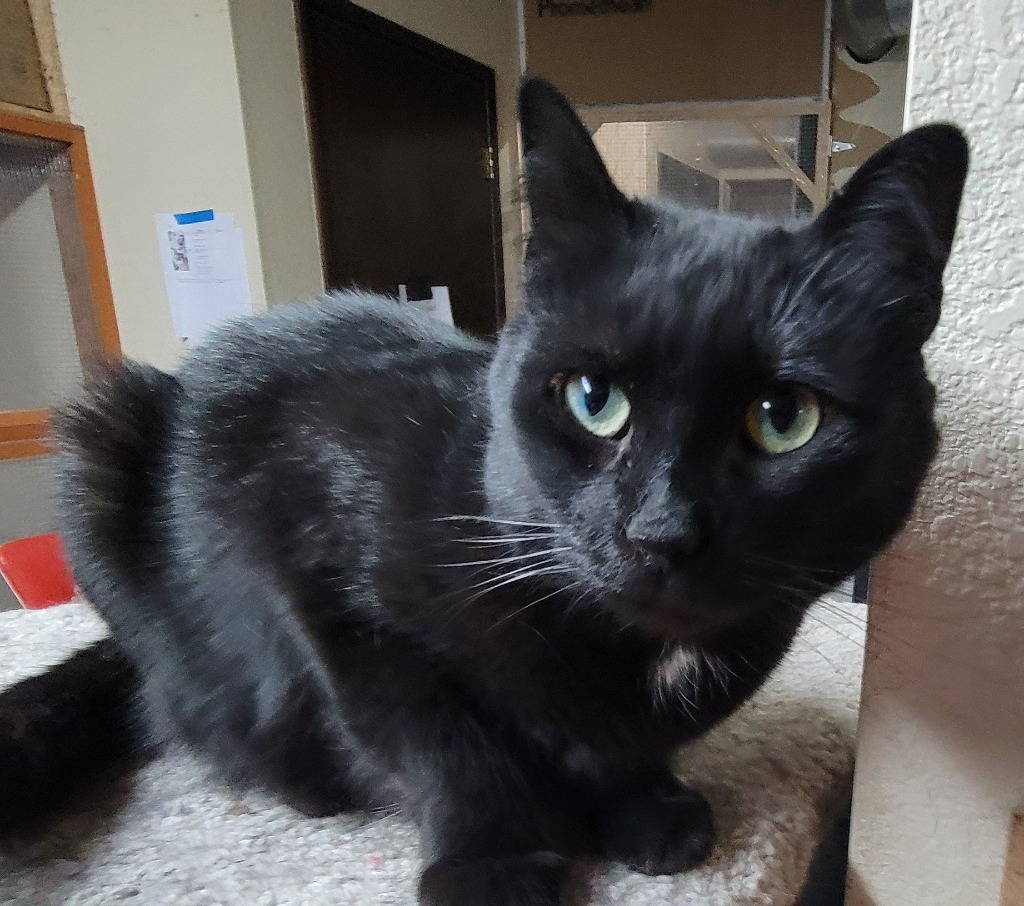 Aerostar, an adoptable Domestic Medium Hair in Palmer, AK, 99645 | Photo Image 5