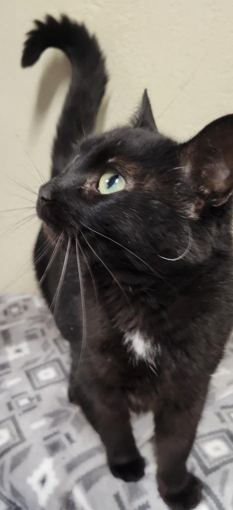 Aerostar, an adoptable Domestic Medium Hair in Palmer, AK, 99645 | Photo Image 5