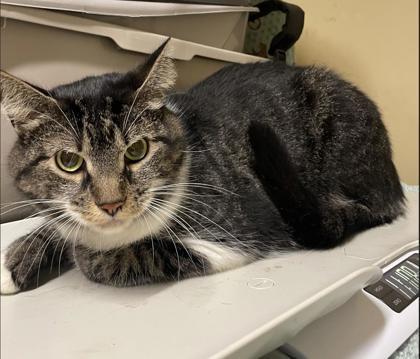 Kore, an adoptable Domestic Short Hair in Bloomsburg, PA_image-2