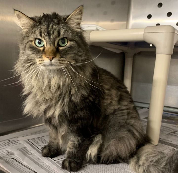 Cat for adoption Nala, a Domestic Long Hair in Benld, IL Petfinder