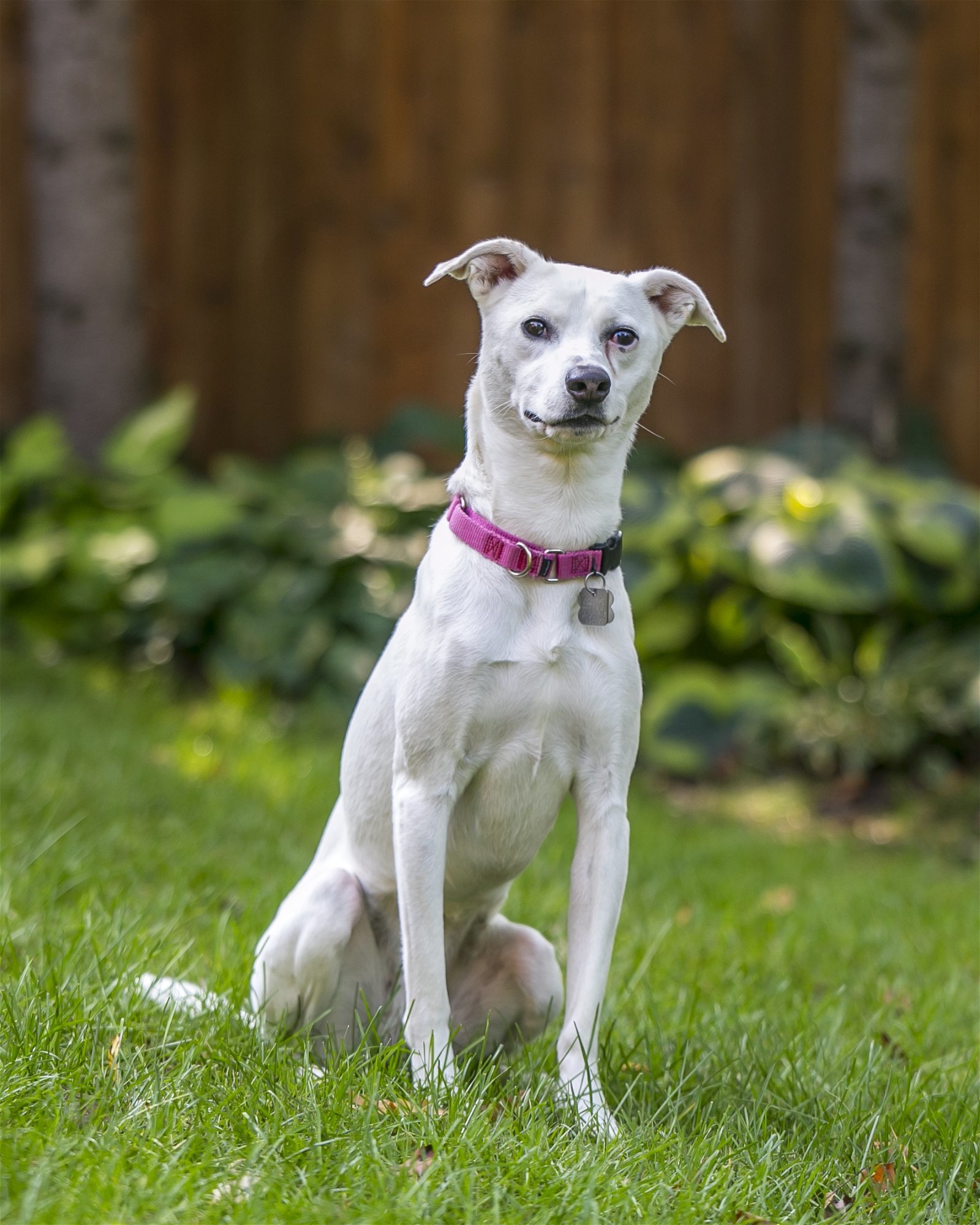 Lila D5727, an adoptable Whippet, Terrier in minneapolis, MN, 55417 | Photo Image 1