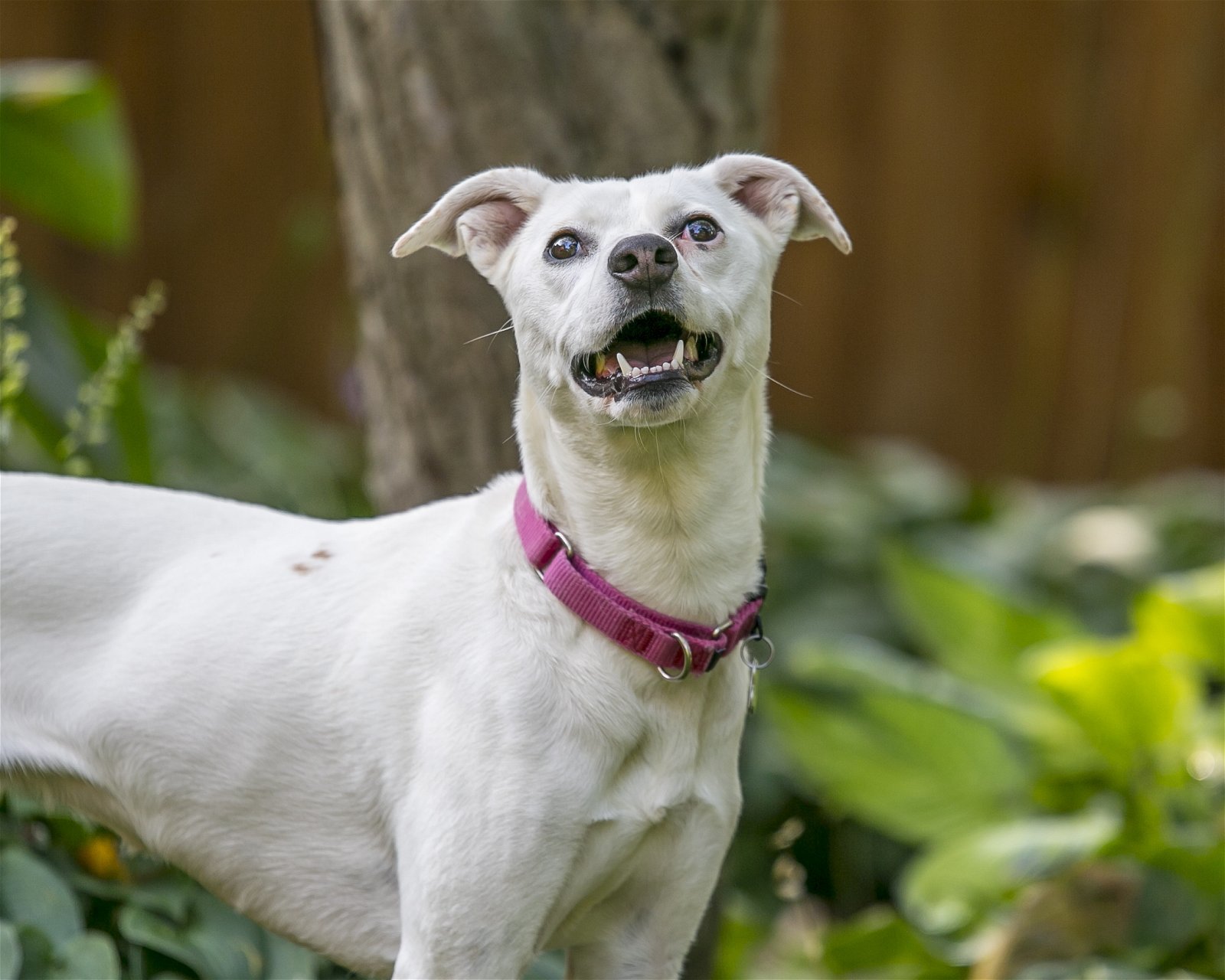Lila D5727, an adoptable Whippet, Terrier in minneapolis, MN, 55417 | Photo Image 2
