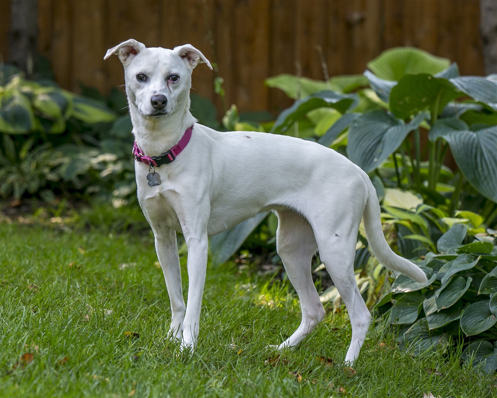 Lila D5727, an adoptable Whippet, Terrier in minneapolis, MN, 55417 | Photo Image 3