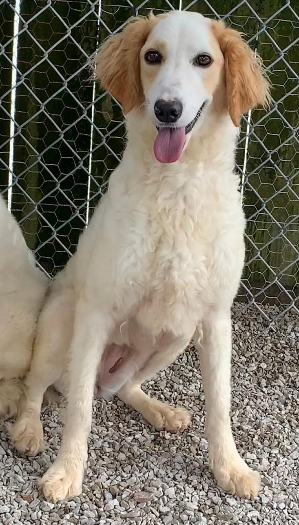 Dog for adoption Queenie, an English Setter & Poodle Mix in Benld, IL