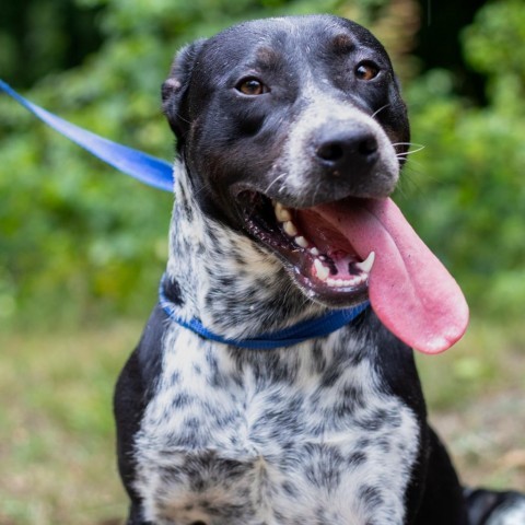 Jake, an adoptable Australian Cattle Dog / Blue Heeler, Pointer in QUINCY, FL, 32351 | Photo Image 1