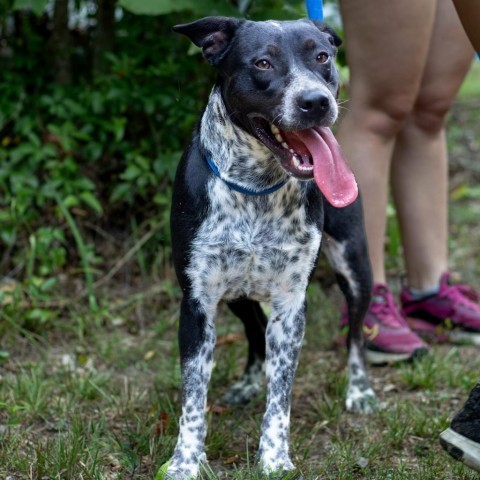 Jake, an adoptable Australian Cattle Dog / Blue Heeler, Pointer in QUINCY, FL, 32351 | Photo Image 2