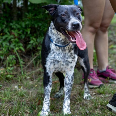 Jake, an adoptable Australian Cattle Dog / Blue Heeler, Pointer in QUINCY, FL, 32351 | Photo Image 3