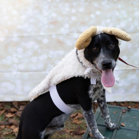 Jake, an adoptable Australian Cattle Dog / Blue Heeler, Pointer in QUINCY, FL, 32351 | Photo Image 3