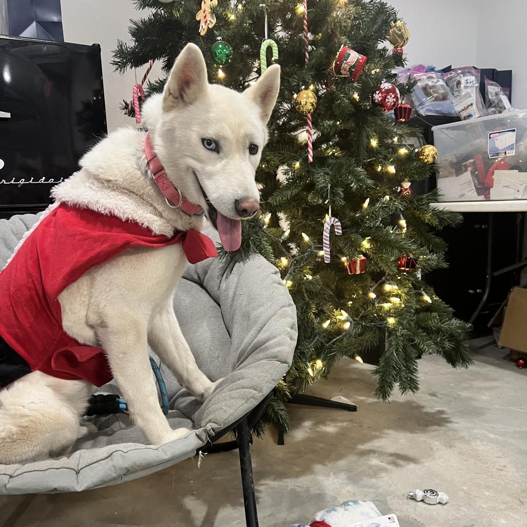 Winter, an adoptable Husky in Eufaula, OK, 74432 | Photo Image 1