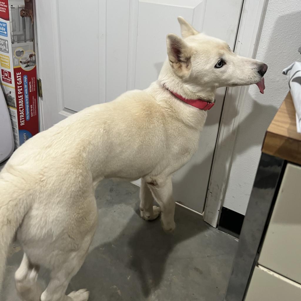 Winter, an adoptable Husky in Eufaula, OK, 74432 | Photo Image 2