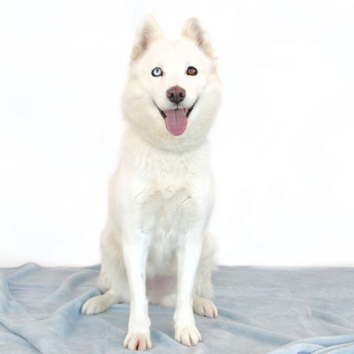 Athena, an adopted Siberian Husky Mix in Clovis, CA_image-1