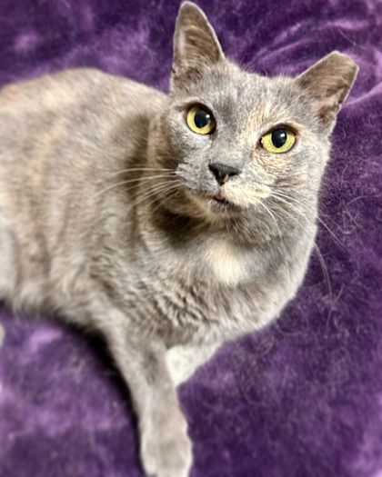 Miss Sass, an adoptable Domestic Short Hair in Columbia, SC_image-1