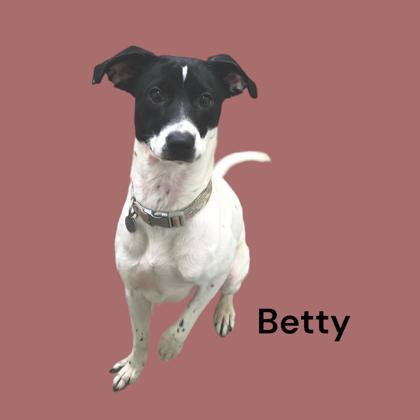 Betty, an adoptable Retriever & Dachshund Mix in Cumberland, MD_image-1