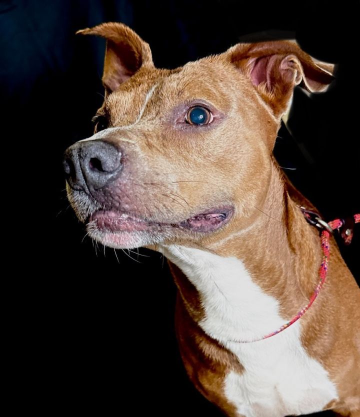 BILLY BOB (RED), an adoptable Pit Bull Terrier in Wintersville, OH_image-1