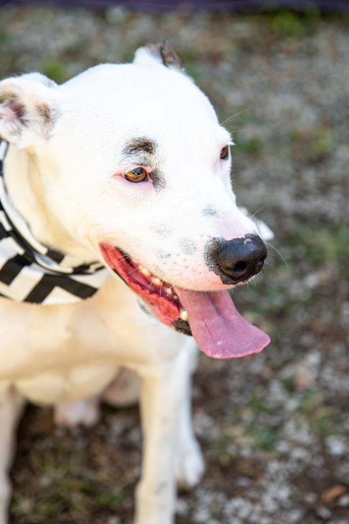 Petey, an adoptable Staffordshire Bull Terrier in Jerseyville, IL, 62052 | Photo Image 3