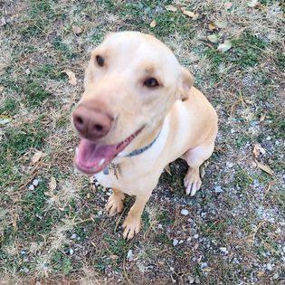 Vizsla and hot sale lab mix