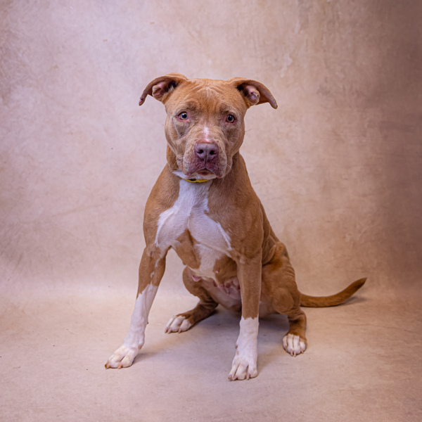 is peanut butter good for a bull terrier