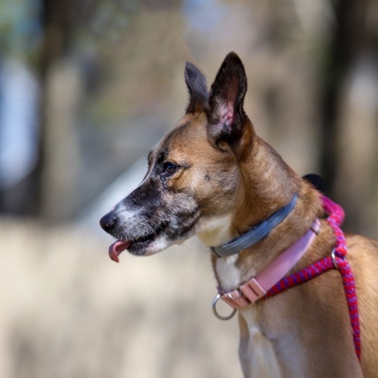 Ava, an adoptable Mountain Dog in Swanzey, NH, 03446 | Photo Image 2