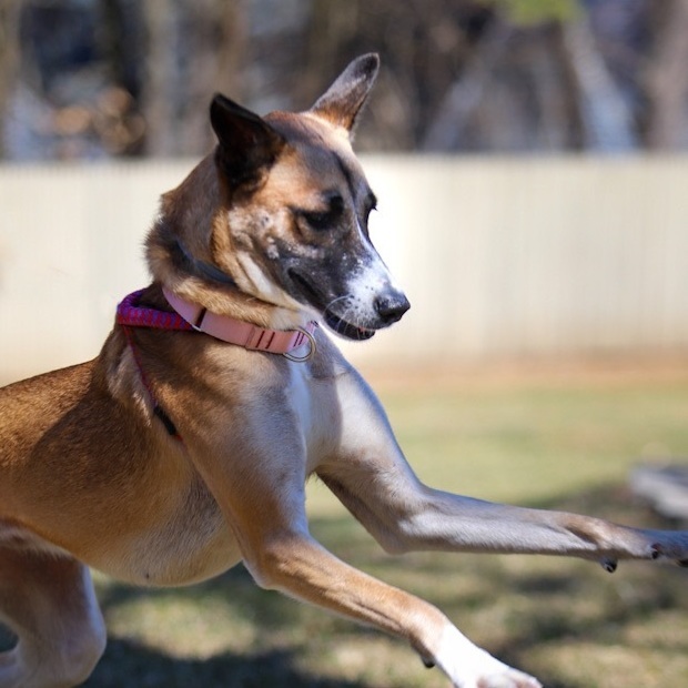 Ava, an adoptable Mountain Dog in Swanzey, NH, 03446 | Photo Image 1