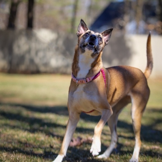 Ava, an adoptable Mountain Dog in Swanzey, NH, 03446 | Photo Image 3