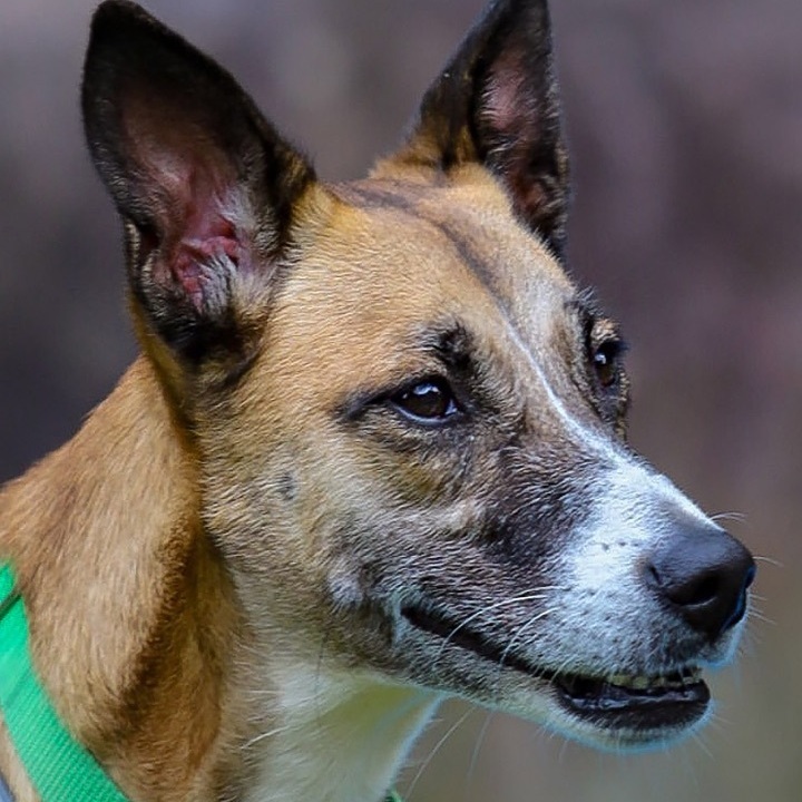 Ava, an adoptable Mountain Dog in Swanzey, NH, 03446 | Photo Image 4