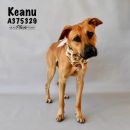 KEANU's profile on Petfinder.com