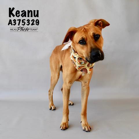 KEANU, an adoptable Black Mouth Cur Mix in Conroe, TX_image-1