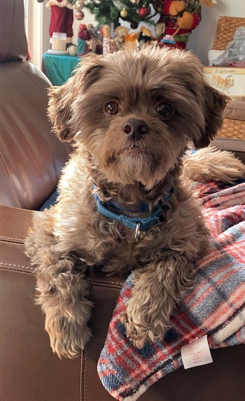Huey, an adoptable Shih Tzu, Poodle in Arlington, VA, 22204 | Photo Image 1
