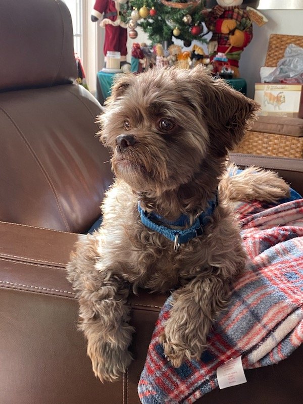 Huey, an adoptable Shih Tzu, Poodle in Arlington, VA, 22204 | Photo Image 2